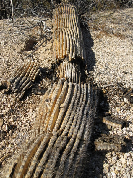 Saguaro Skeleton