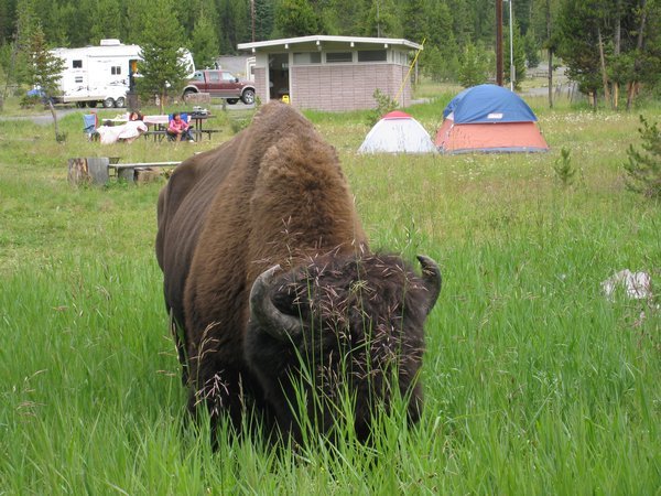 Bison at the camp ground