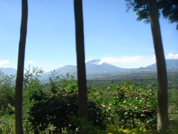 when we passed the coffee plantation