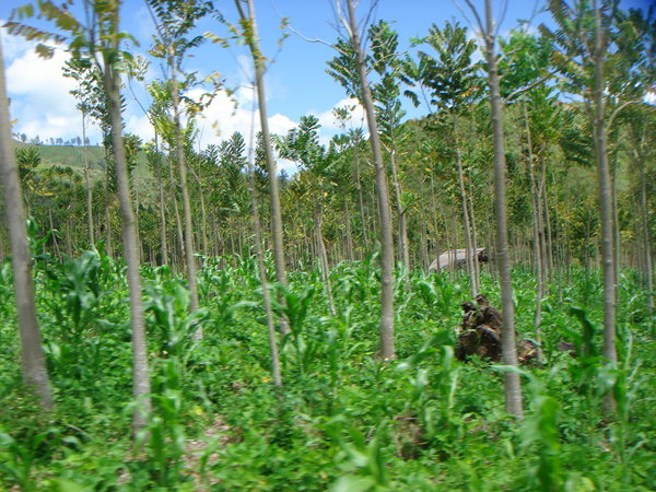 arabica coffee plantation