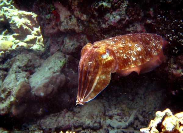 Moody cuttlefish