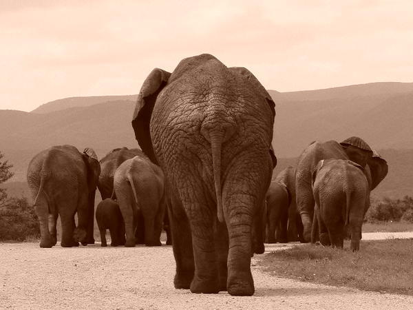 The Elephants at Addo 2