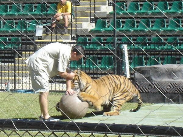 Playing with the tigers