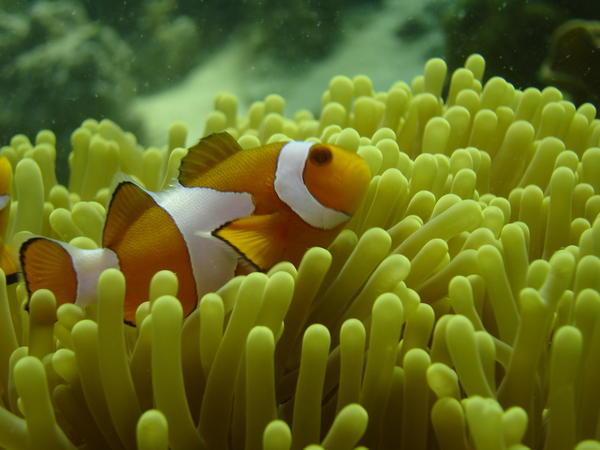 Nemo's