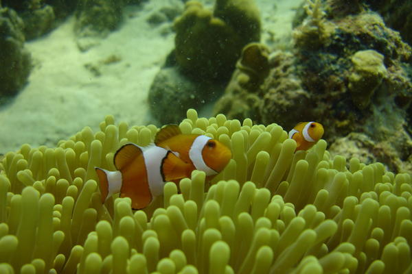 Nemo's 2