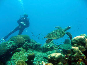 Kat and a Hawksbill