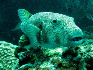Giant Pufferfish
