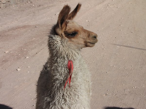 Our first sight of a Llama