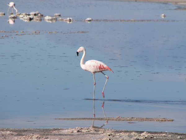 A flamingo on the salt lagoon