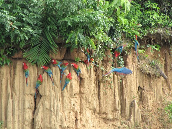 The macaws at the claylick