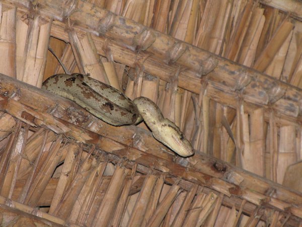 A boa snake