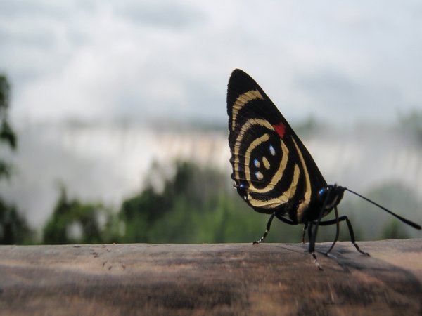Schmetterling in Pose