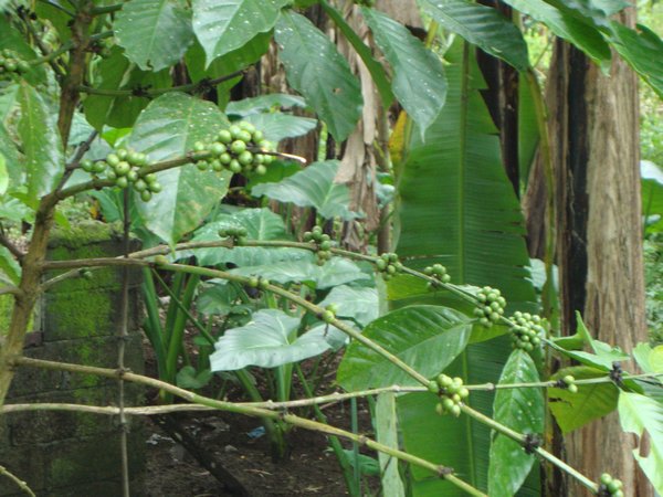 coffee beans on the tree