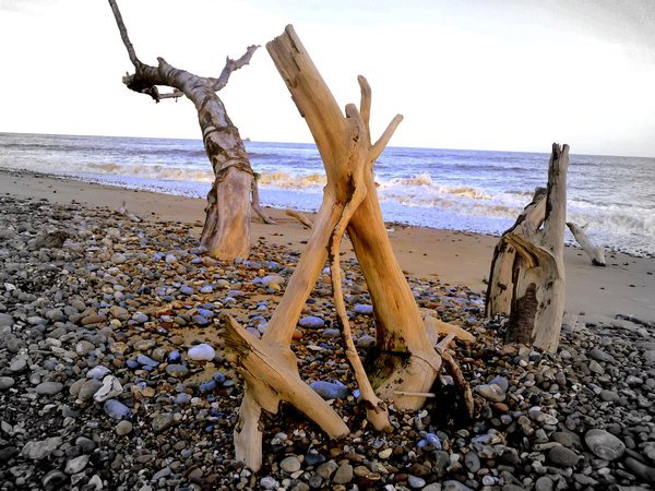 Branches on the beach