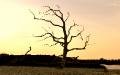Benacre Tree Sunset
