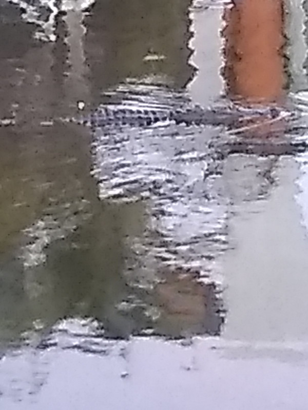 Alligator at Indian Town Marina swimming around Seaquel