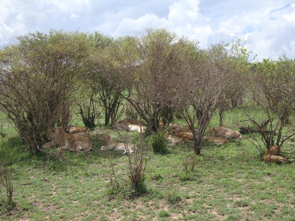 Masai to Mombasa 060