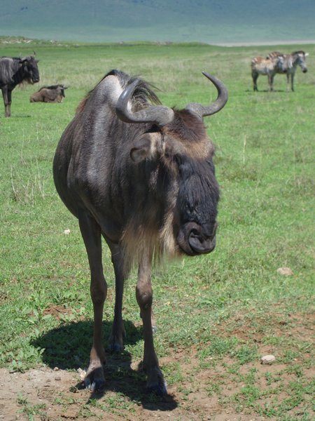 classic wildebeest look
