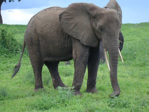 Possible fav elephant pic