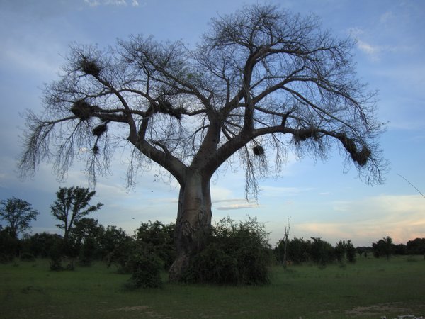South Luangua, Zambia 188