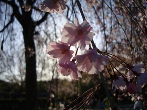 45 kyoto blossom