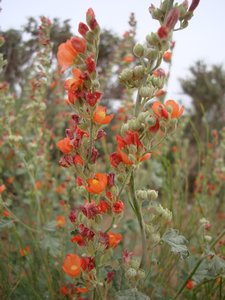 Roadside Decor