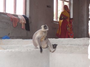 monkey and lady in building site