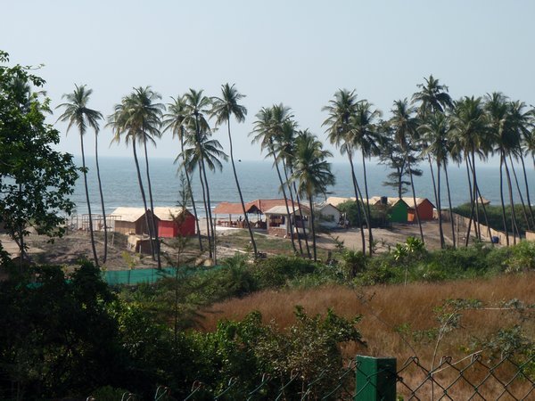 palm tree beach lining
