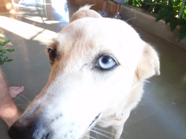 Doggy with one blue one brown eye!