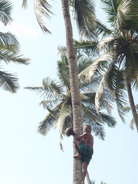 man climbing for coconuts