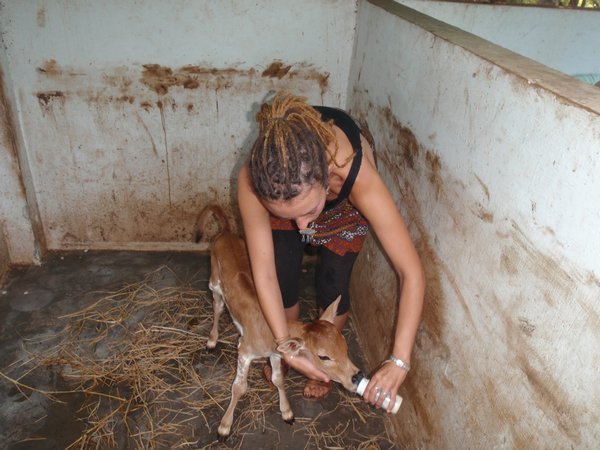 bottles feeding new born calf