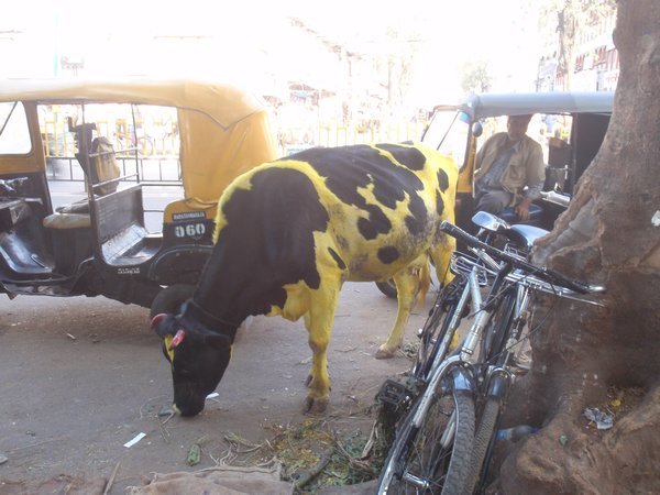 is that a rickshaw or a cow..same same
