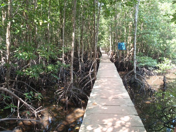 russ's day at mangroves