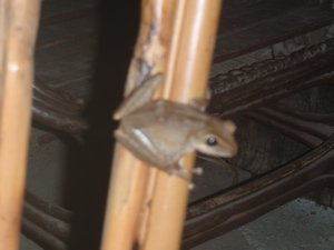 froggggy