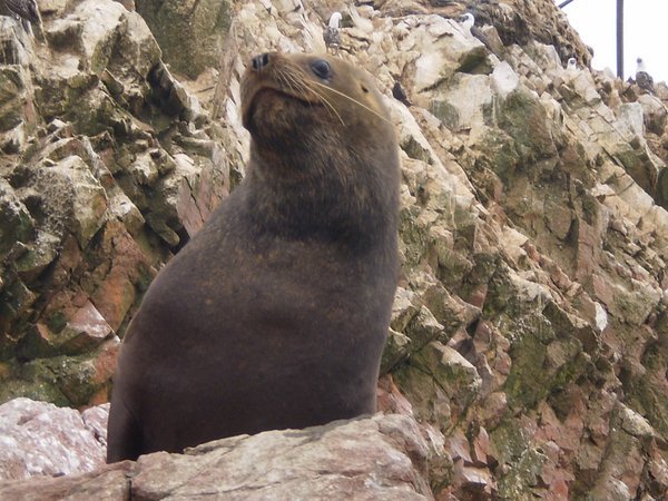 Sea Lion at Ballestas