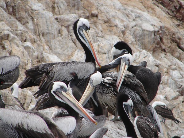 Pelicans on Ballestas