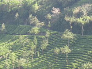 Tea plants galore