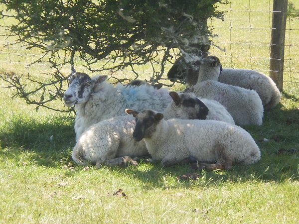 Sensible sheep keeping out of the sun