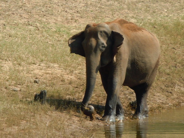 Elephant on side of lake