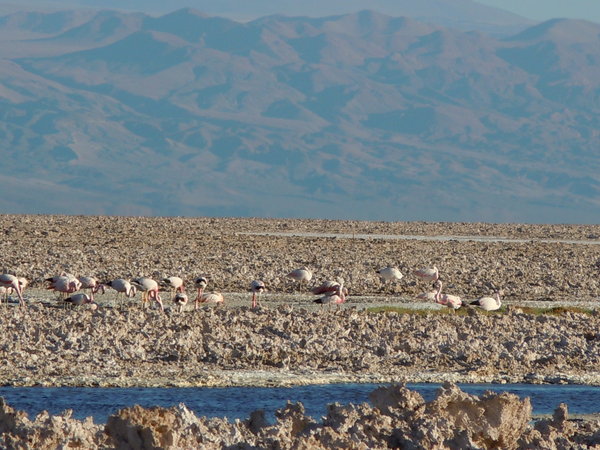 Flamingos on Salt Lake