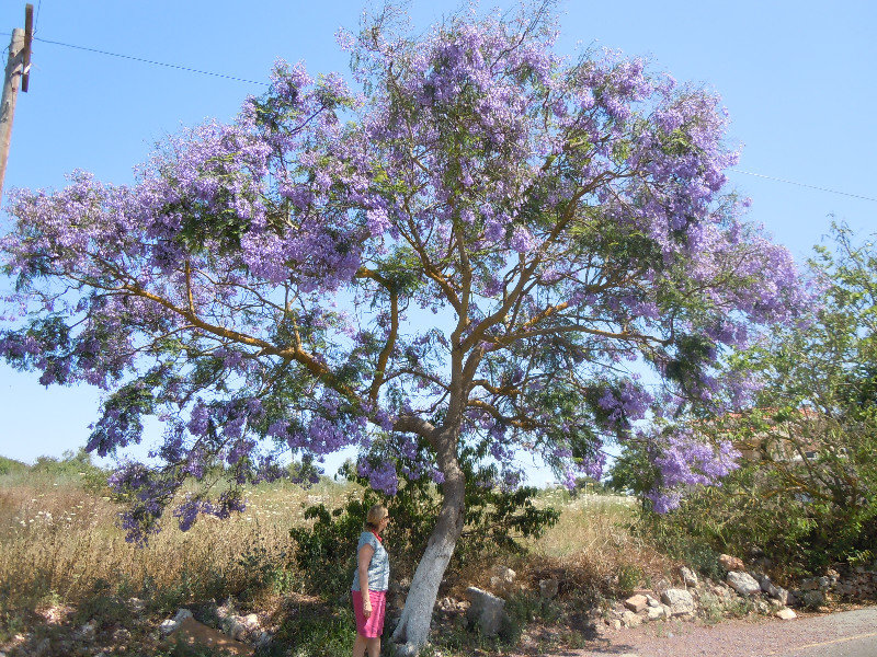 Jacaranda tree in the hills