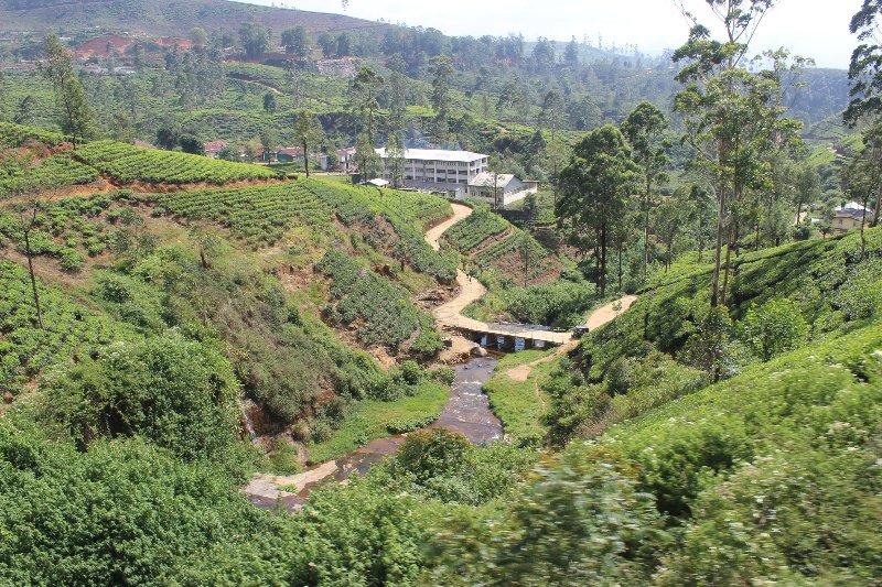 Tea plantation near Nanu Oya