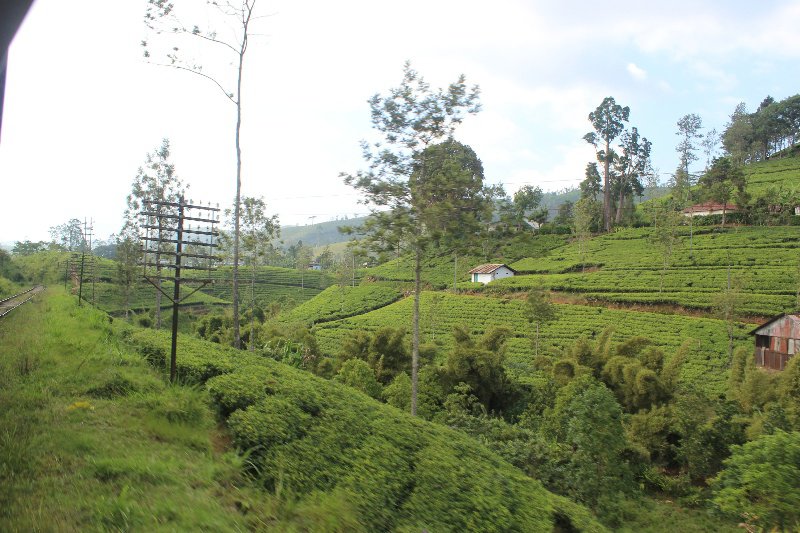 More tea plantations