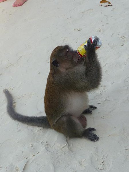 This monkey has a drinking problem