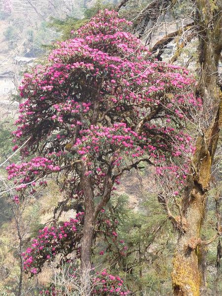 Rhododendron Tree in bloom