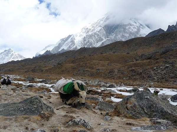 A yak carrying a large load to Everest Base Camp
