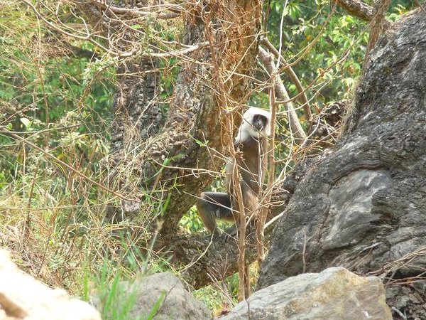 The only monkey we saw in Nepal