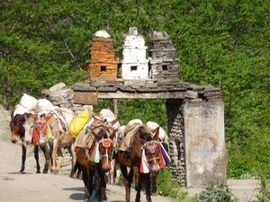 Donkey train passing a stupa