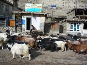 Goat parade down the street in Manang with no one leading the goats
