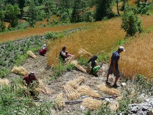 Locals harvesting on the way up to Poon Hill